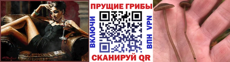 купить   Кудымкар  Галлюциногенные грибы GOLDEN TEACHER 